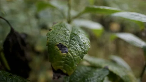 Green Leaf With A Raindrop Wide Macro Video stock 150865243