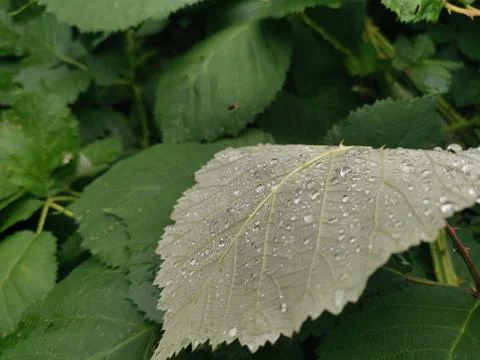 Green leaf with raindrops on the back of the  leaf Stock Photos