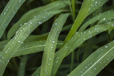 Green leaf in raindrops close-up in macro.The texture of the leaf is clearly Stock Photos