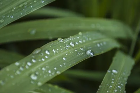Green leaf in raindrops close-up in macro.The texture of the leaf is clearly Stock Photos
