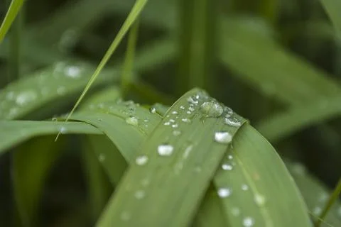 Green leaf in raindrops close-up in macro.The texture of the leaf is clearly Stock Photos