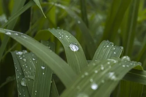 Green leaf in raindrops close-up in macro.The texture of the leaf is clearly Stock Photos