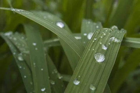 Green leaf in raindrops close-up in macro.The texture of the leaf is clearly Stock Photos