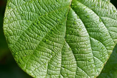 Green leaf with raindrops close up Stock Photos