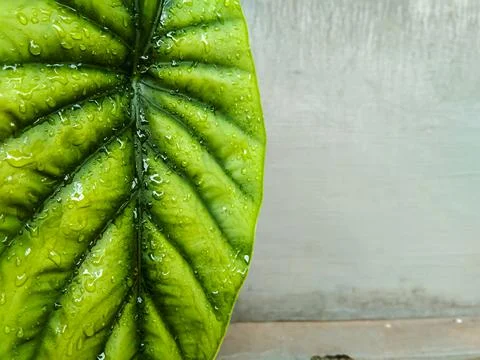 Green leaf with raindrops on it with blank space for text Stock Photos