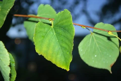 Green leaf with raindrops 스톡 사진