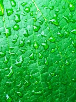 Green leaf with raindrops Stock Photos