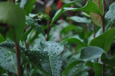 Green Leaf with Raindrops Stock Photos