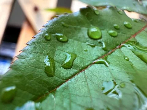 Green leaf with raindrops Stock Photos