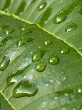 Green leaf with raindrops Stock Photos