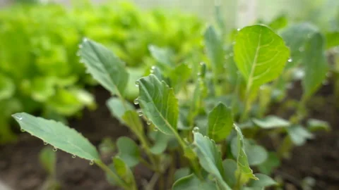 Green leaf with raindrops in the summer in nature develops in the wind. Young 動画素材 129417731