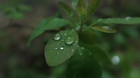 Green leaf with raindrops waving in the wind. Concept of freshness in perfumery. Stock Footage 316920441