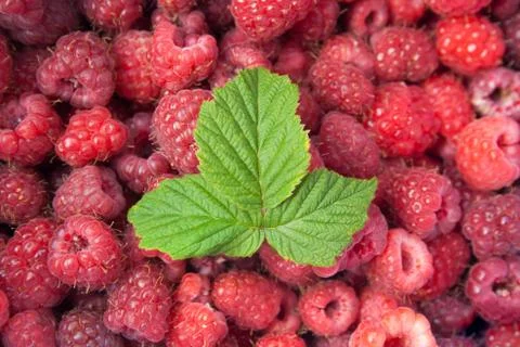 Green leaf of raspberry Stock Photos