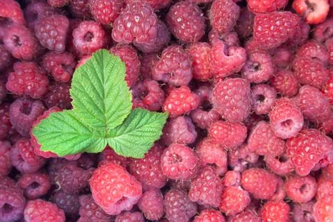 Green leaf of raspberry Stock Photos