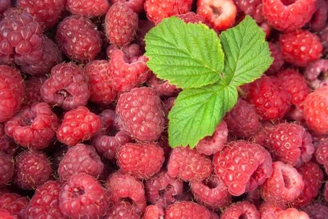 Green leaf of raspberry Stock Photos