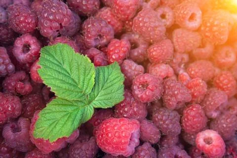 Green leaf of raspberry Stock Photos