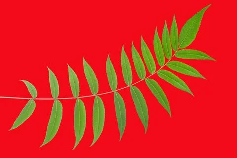 Green leaf on red background with clear details of leaf structure and shape 写真素材