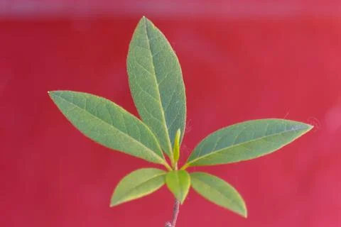 Green leaf on red background Stock Photos