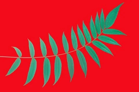 Green leaf on red background shows simple nature study in minimal design 写真素材