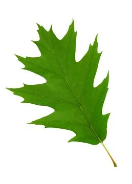 Green leaf of the red oak isolated on white background with clipping path Stock Photos