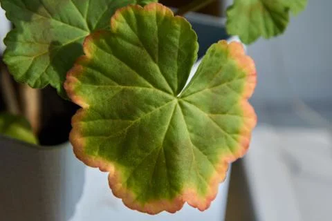Green leaf with a red-orange border. Stock Photos