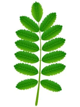 Green leaf of red rowan on a white background Stock Illustration