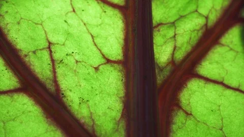 Green leaf with red veins. The concept of plant life. Green lungs of the planet Stock Footage 112057934