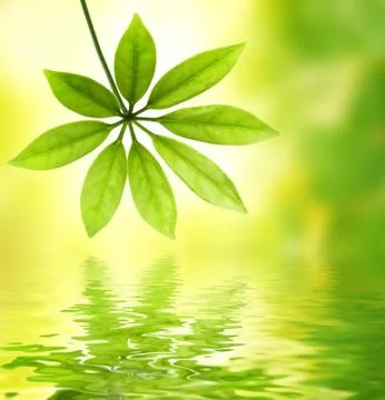 Green leaf reflected in water Stock Illustration