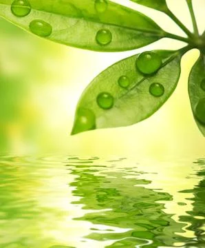 Green leaf reflected in water 스톡 일러스트