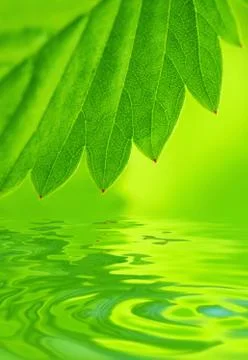 Green leaf reflected in water Stock Illustration