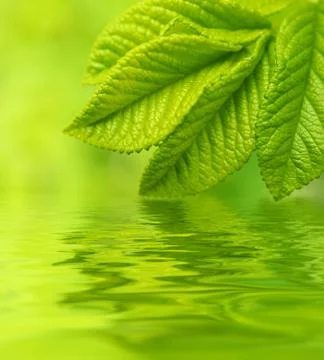 Green leaf reflected in water 스톡 일러스트