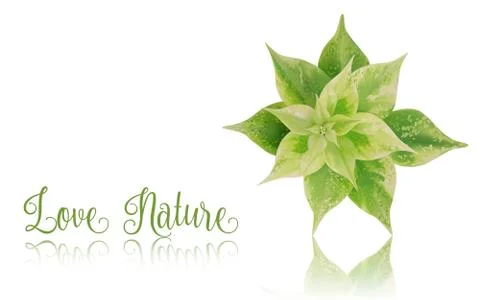 Green leaf with reflection on white background 스톡 일러스트