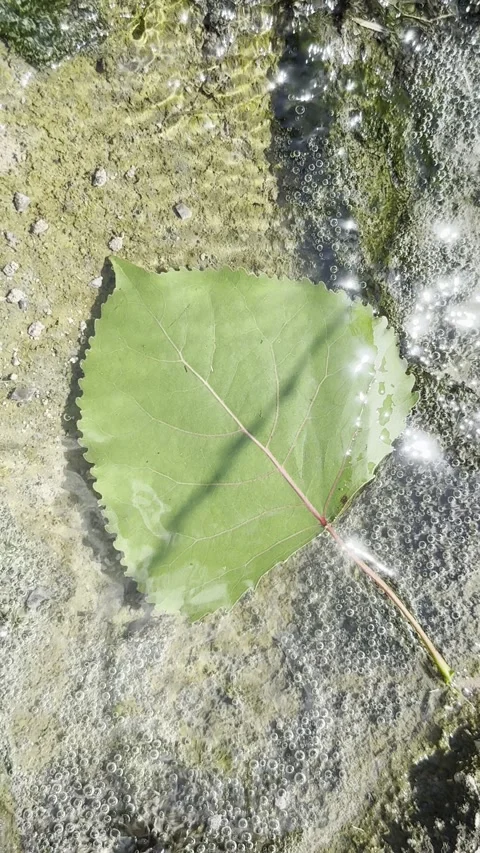 Green Leaf Resting in Shallow Clear Water Stock Footage 345685069