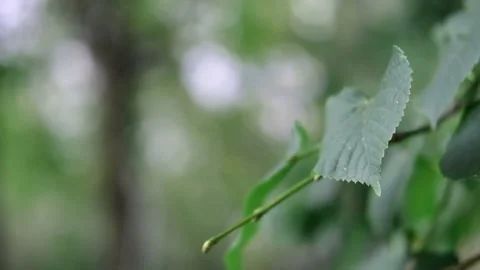 Green leaf on the right side of the screen sways against of beautiful bokeh Stock Footage 143030729