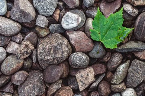 Green Leaf on river rock. Stock-Fotos