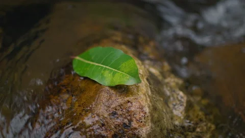 Green Leaf on Rock in Flowing Stream – Serene Nature Scene in 4K 스톡 동영상 312313102
