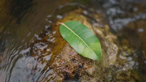 Green Leaf on Rock in Flowing Stream – Serene Nature Scene in 4K 스톡 동영상 312313110