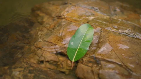Green Leaf on Rock in Flowing Stream – Serene Nature Scene in 4K 스톡 동영상 312313228