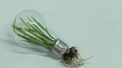 Green Leaf root Plant inside Light Bulb Clean Energy Video stock 71770362