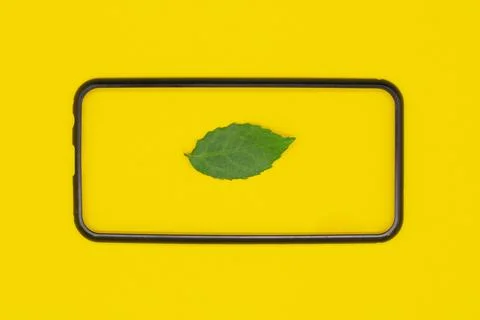 Green leaf from a rose stem in the frame on a yellow background Stock Photos