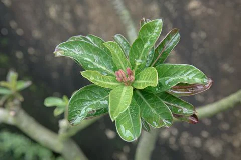 Green Leaf Rosette With Central Buds After Rain. Stock Photos