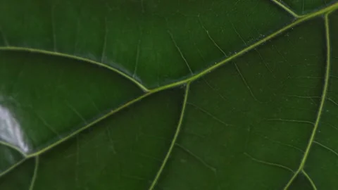 Green leaf rotating in motion with blur. Leaf texture Stock Footage 260937962