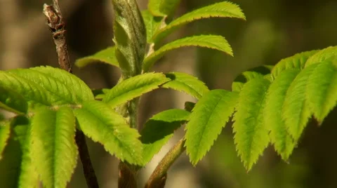 Green leaf rowan Stock Footage 5299248