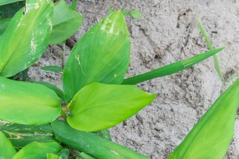Green leaf on sand background Stock Photos