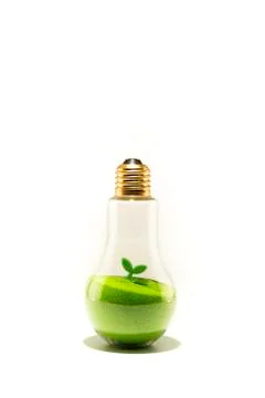 Green leaf on sand in the light bulb isolated on white background Фото