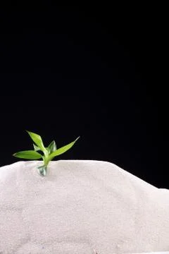 Green leaf on sand Stock Photos