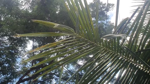 Green leaf scenery in Indonesia Stock Footage 310278323