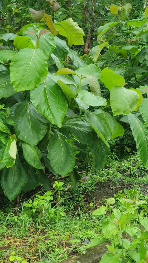 Green leaf scenery in Indonesia Stock Footage 334525279