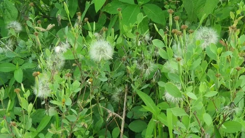 Green leaf scenery in Indonesia 스톡 동영상 335575679