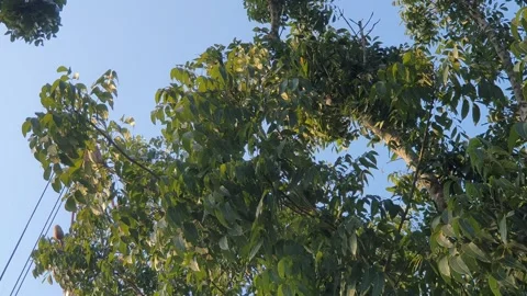 Green leaf scenery in Indonesia 스톡 동영상 341953806